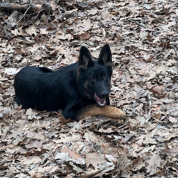 Meet your Posher, Danyell - Picture 3 of 6